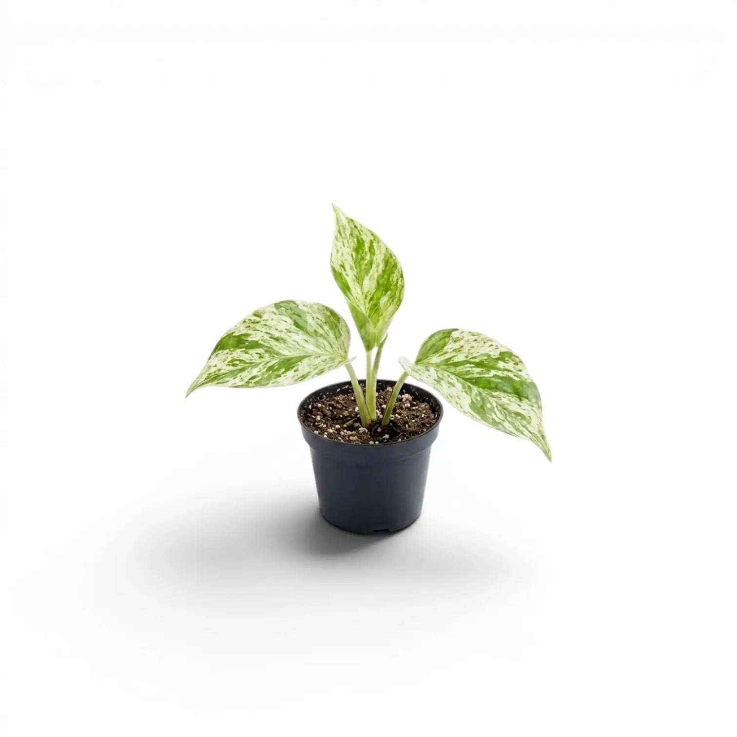 Epipremnum aureum 'Marble Queen' als Baby-Pflanze im Kulturtopf vor weißem Hintergrund