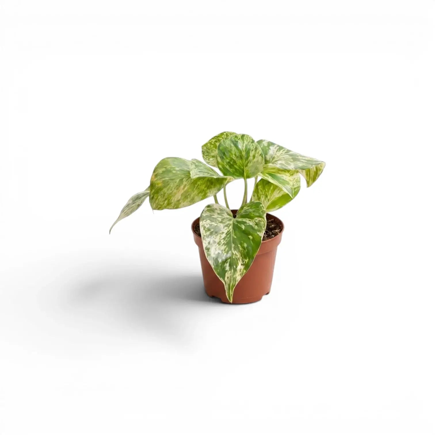 Epipremnum aureum 'Marble Queen' als Baby-Pflanze im Kulturtopf vor weißem Hintergrund