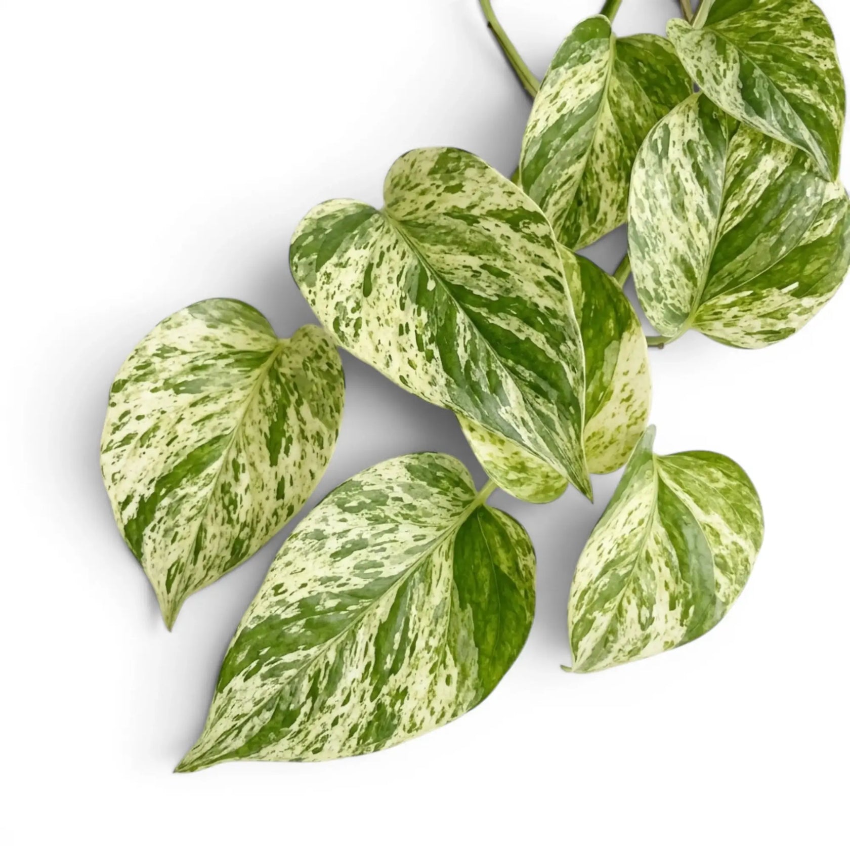 Nahaufnahme der Blätter von Epipremnum aureum 'Marble Queen' vor weißem Hintergrund