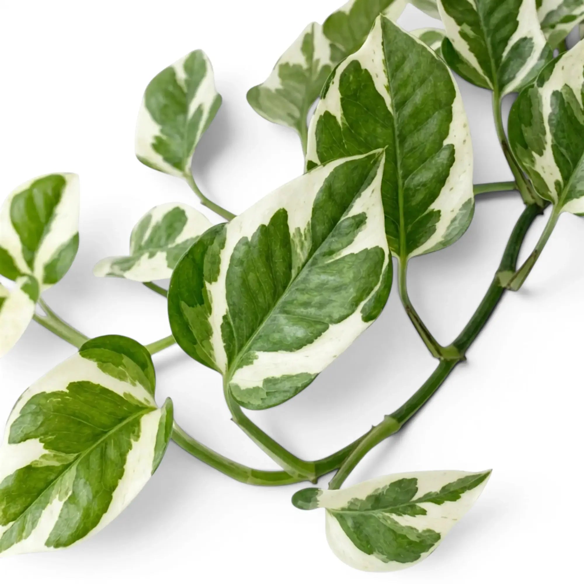 Nahaufnahme der Blätter von Epipremnum aureum N'Joy mit grüner und cremefarbener Panaschierung.