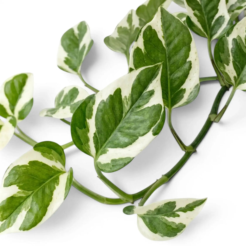 Nahaufnahme der Blätter von Epipremnum aureum N'Joy mit grüner und cremefarbener Panaschierung.