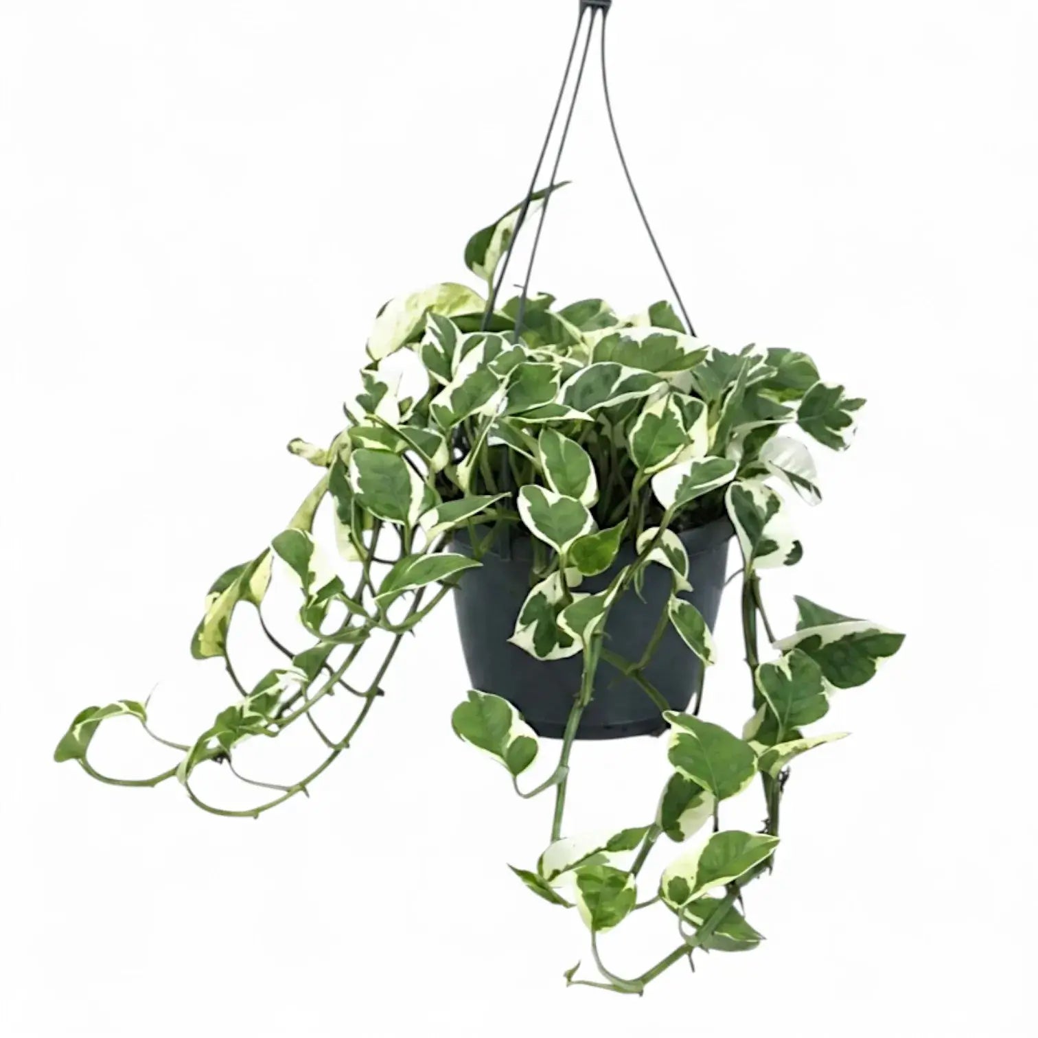 Epipremnum aureum N'Joy als überhängende Pflanze im Hängetopf.
