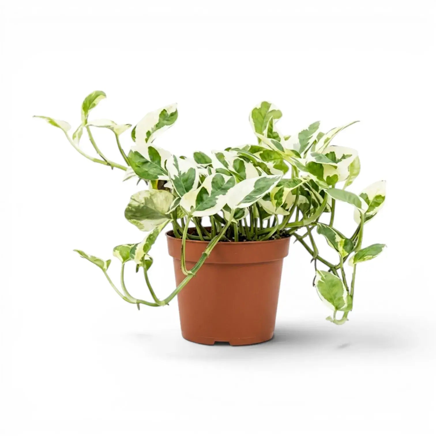 Epipremnum aureum N'Joy als mittelgroße Pflanze im Kulturtopf.