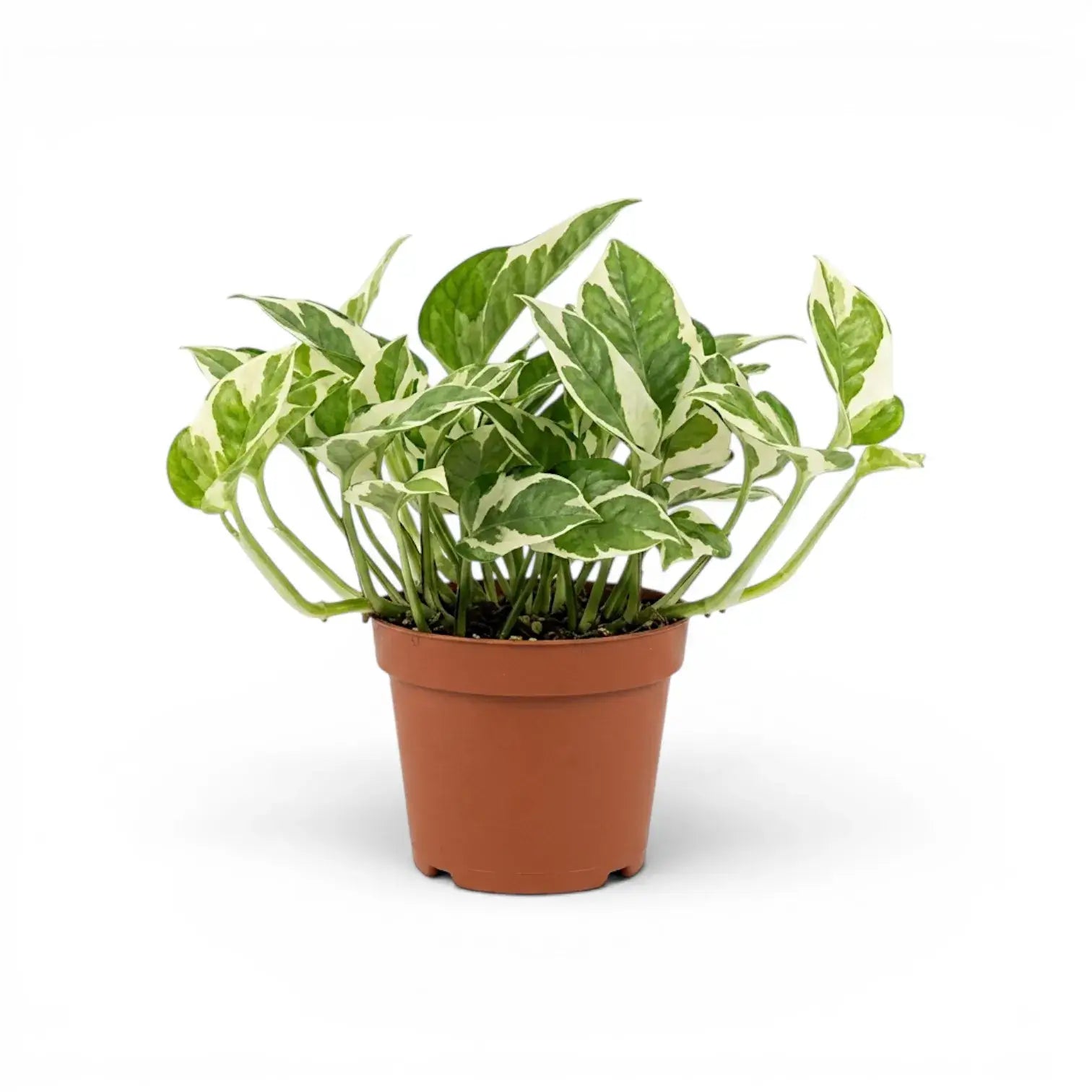 Epipremnum aureum N'Joy als mittelgroße Pflanze im Kulturtopf.
