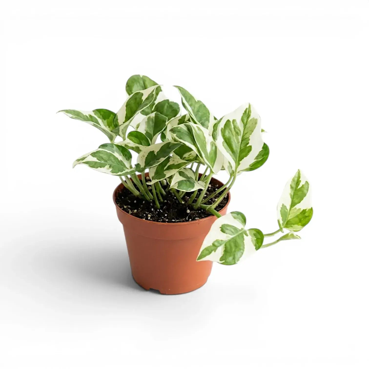 Epipremnum aureum N'Joy als mittelgroße Pflanze im Kulturtopf.