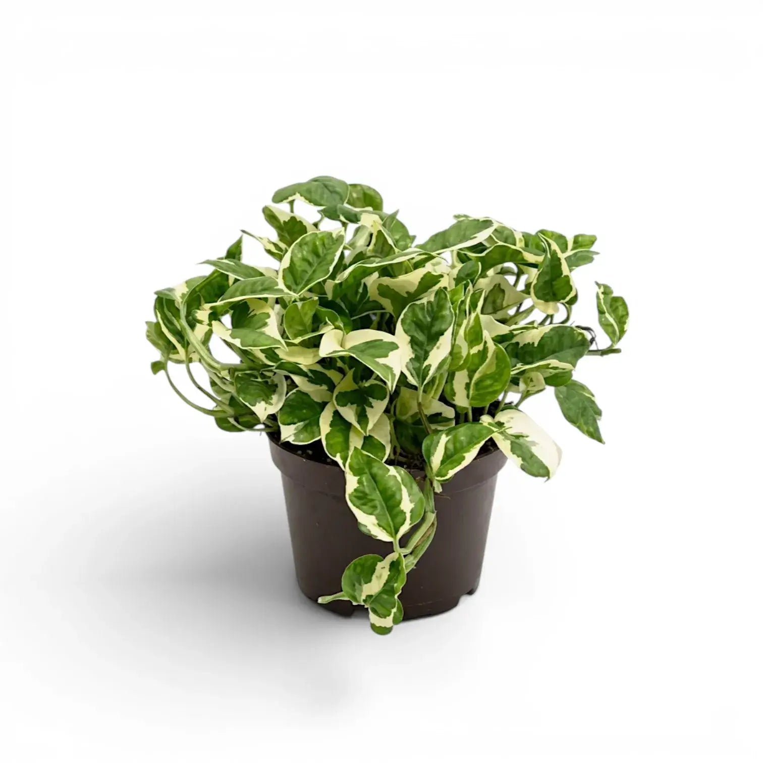 Epipremnum aureum N'Joy als mittelgroße Pflanze im Kulturtopf.