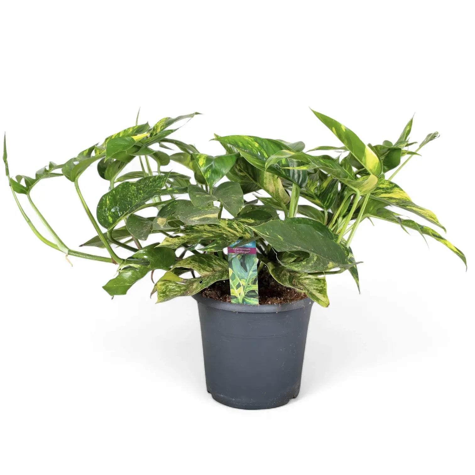 Epipremnum pinnatum aureum cintho goldfinger potted plant in nursery pot on white background.