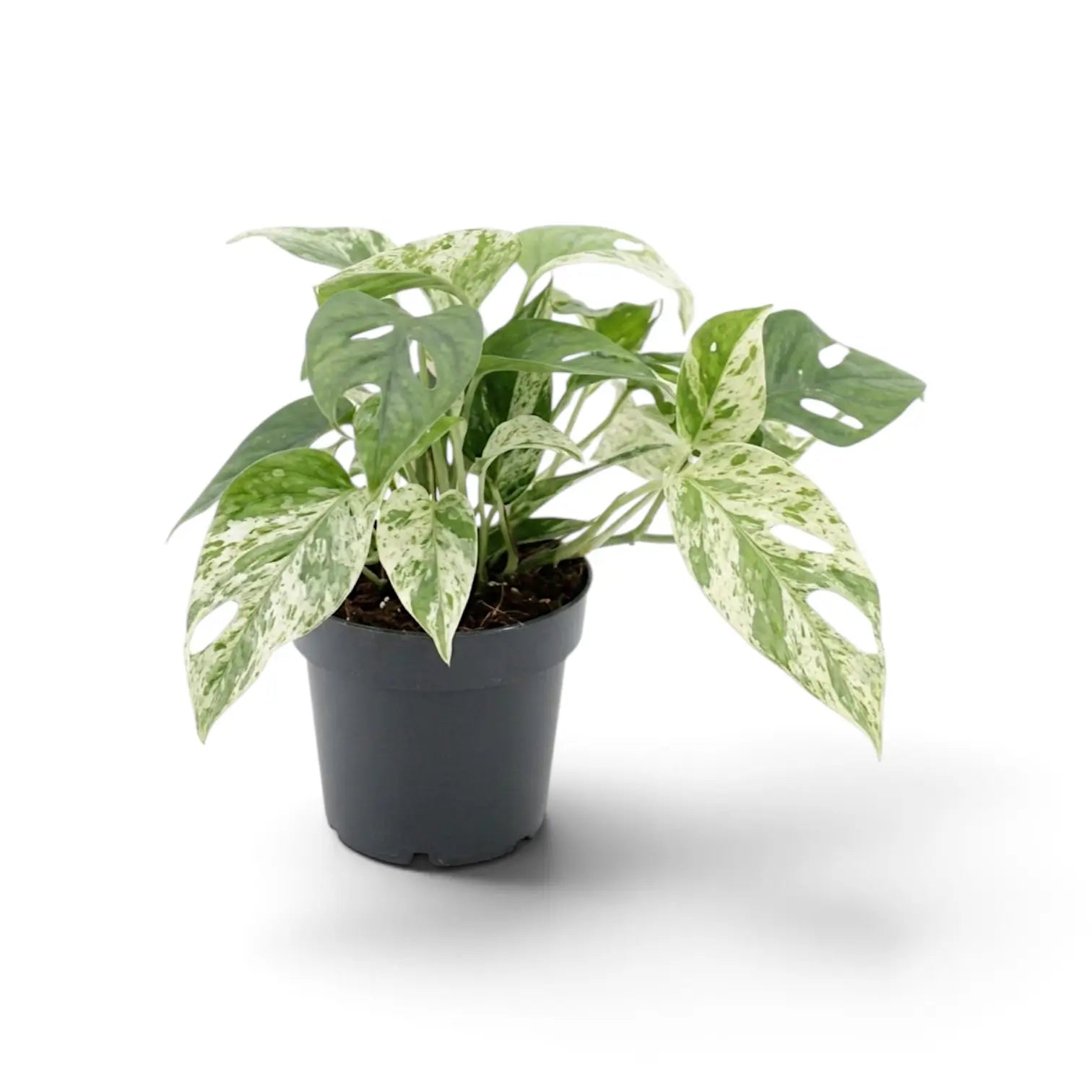 Compact Epipremnum pinnatum 'Marble' in a black nursery pot with heavily marbled cream-green leaves