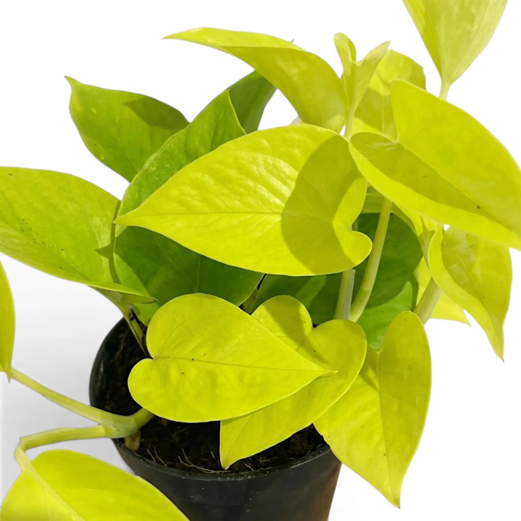 Epipremnum pinnatum Neon Nahaufnahme mit limettengrünen Blättern.