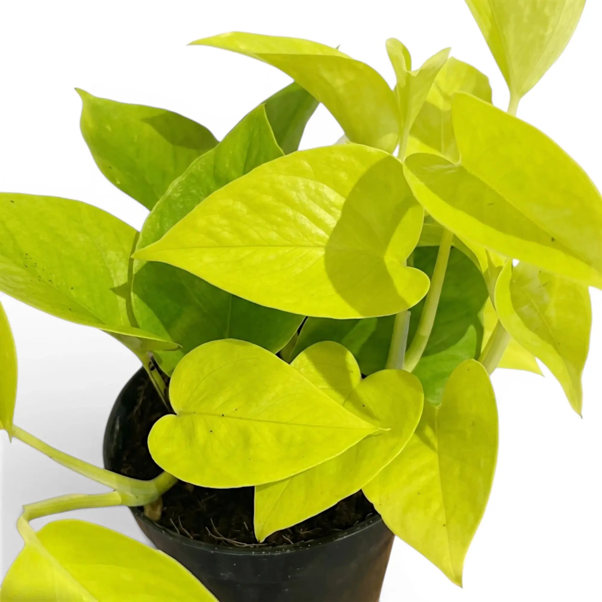 Epipremnum pinnatum Neon Nahaufnahme mit limettengrünen Blättern.