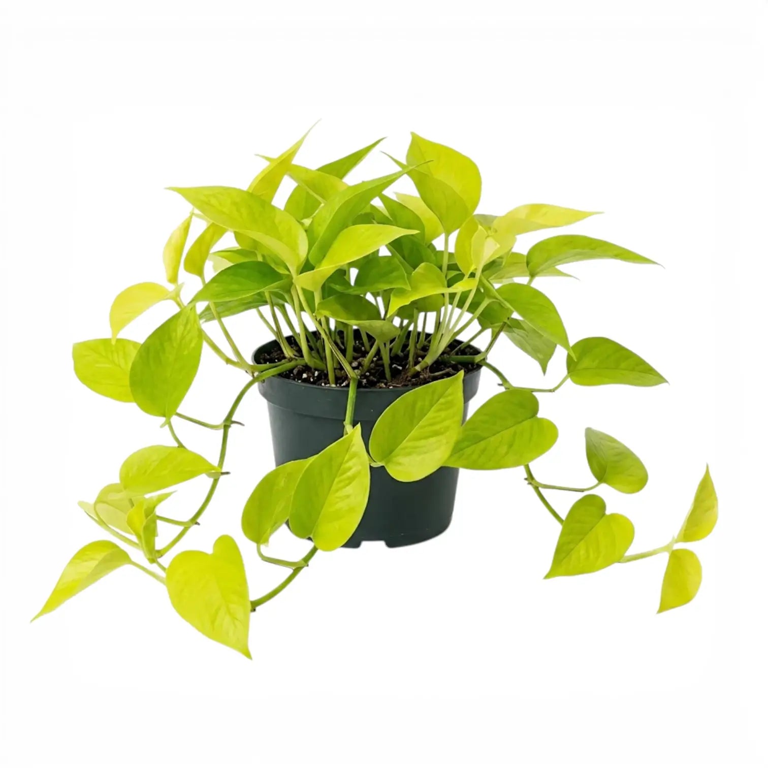 Epipremnum pinnatum Neon große Pflanze mit limettengrünen Blättern im Kulturtopf.