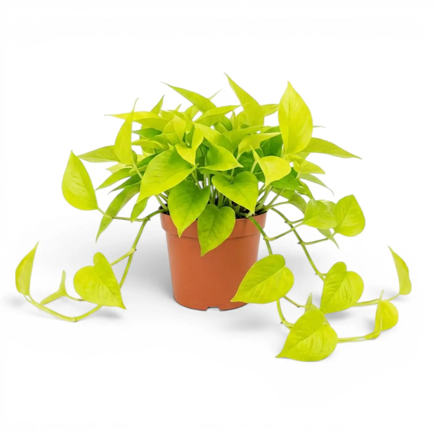 Epipremnum pinnatum Neon große Pflanze mit limettengrünen Blättern im Kulturtopf.