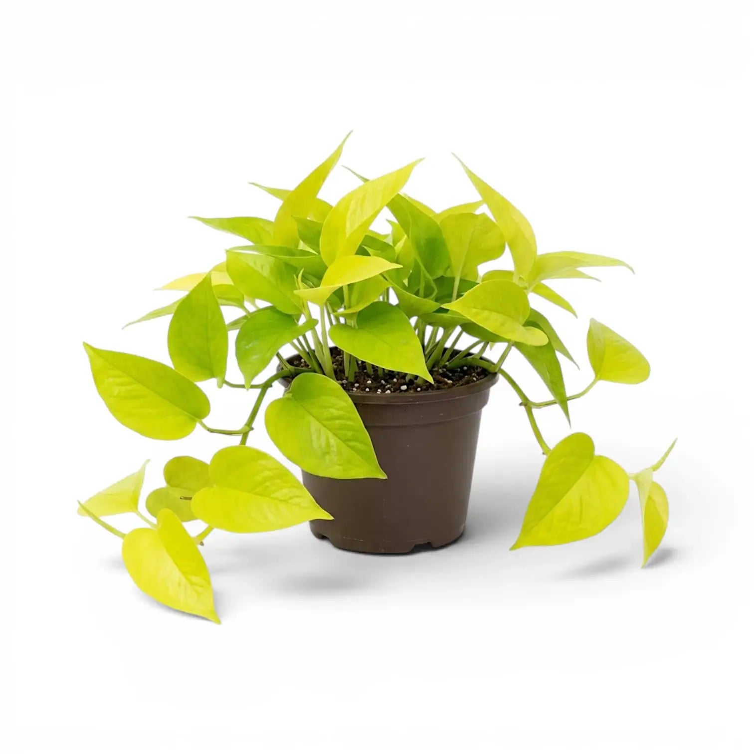 Epipremnum pinnatum Neon große Pflanze mit limettengrünen Blättern im Kulturtopf.