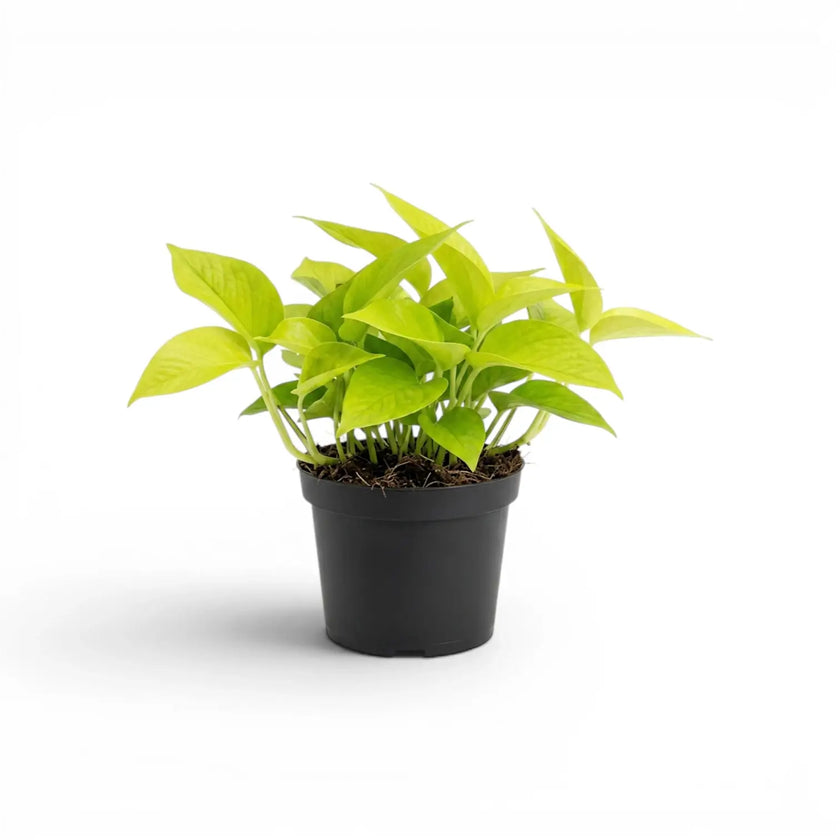 Epipremnum pinnatum Neon mit limettengrünen Blättern im Kulturtopf.