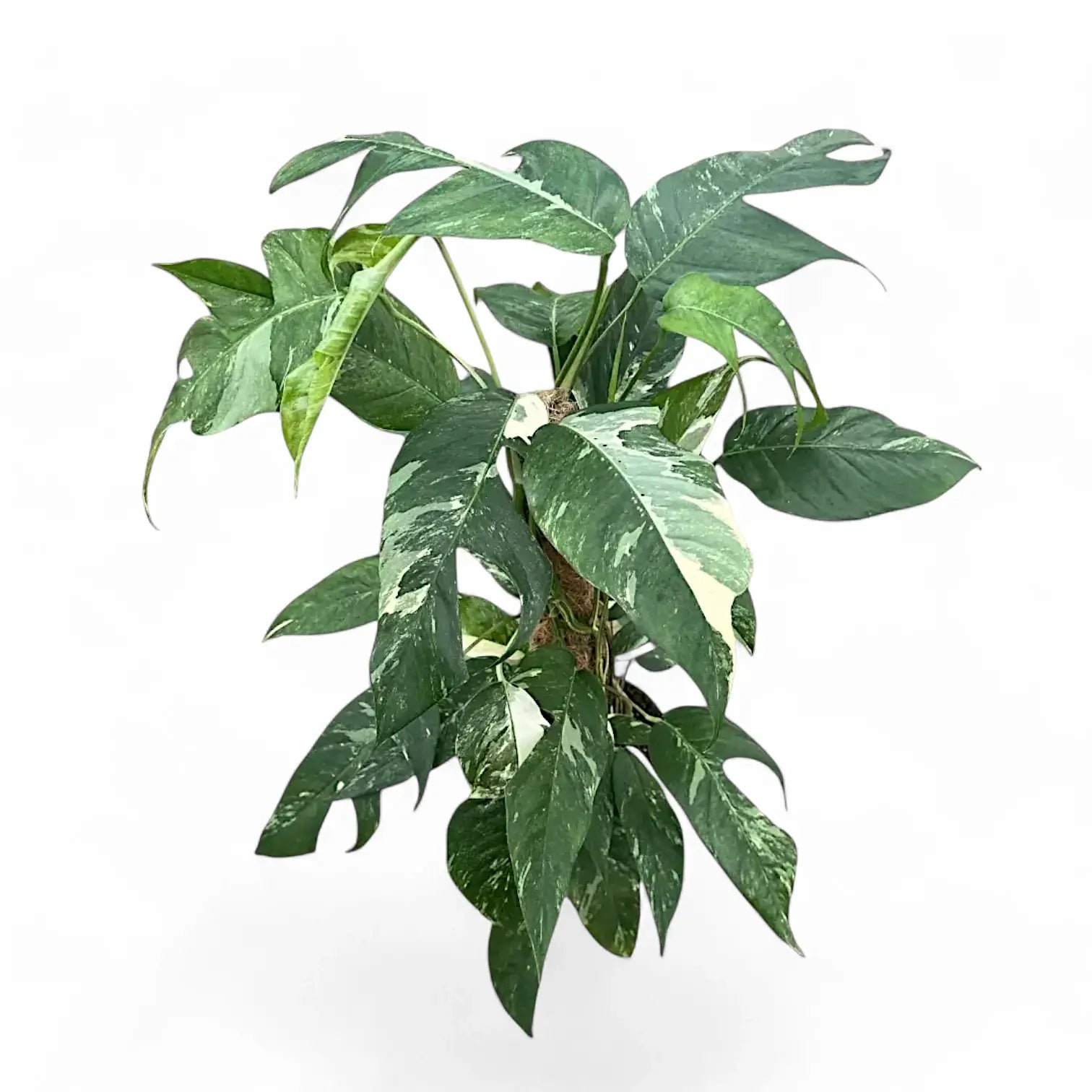 Epipremnum pinnatum variegata potted plant in nursery pot on white background.