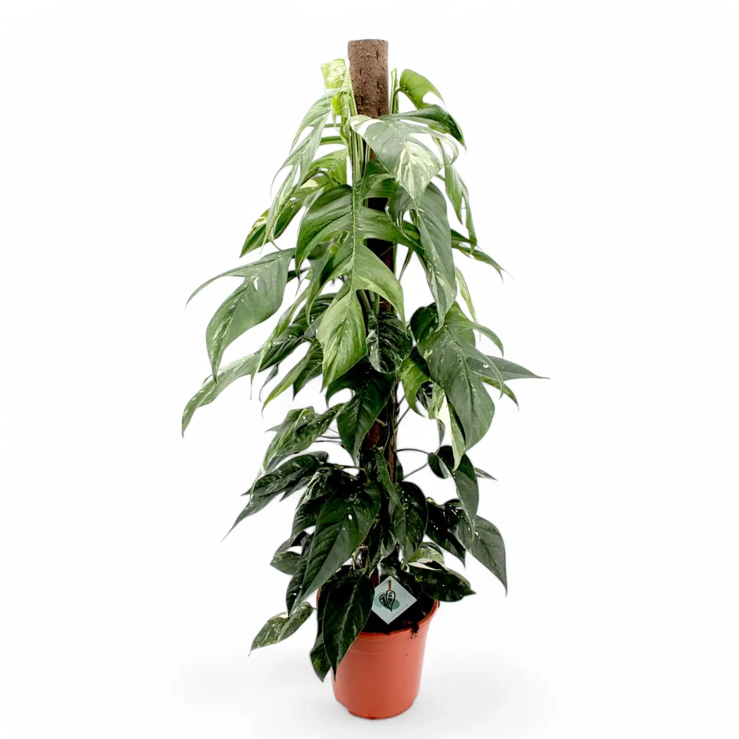 Epipremnum pinnatum variegata potted plant in nursery pot on white background.