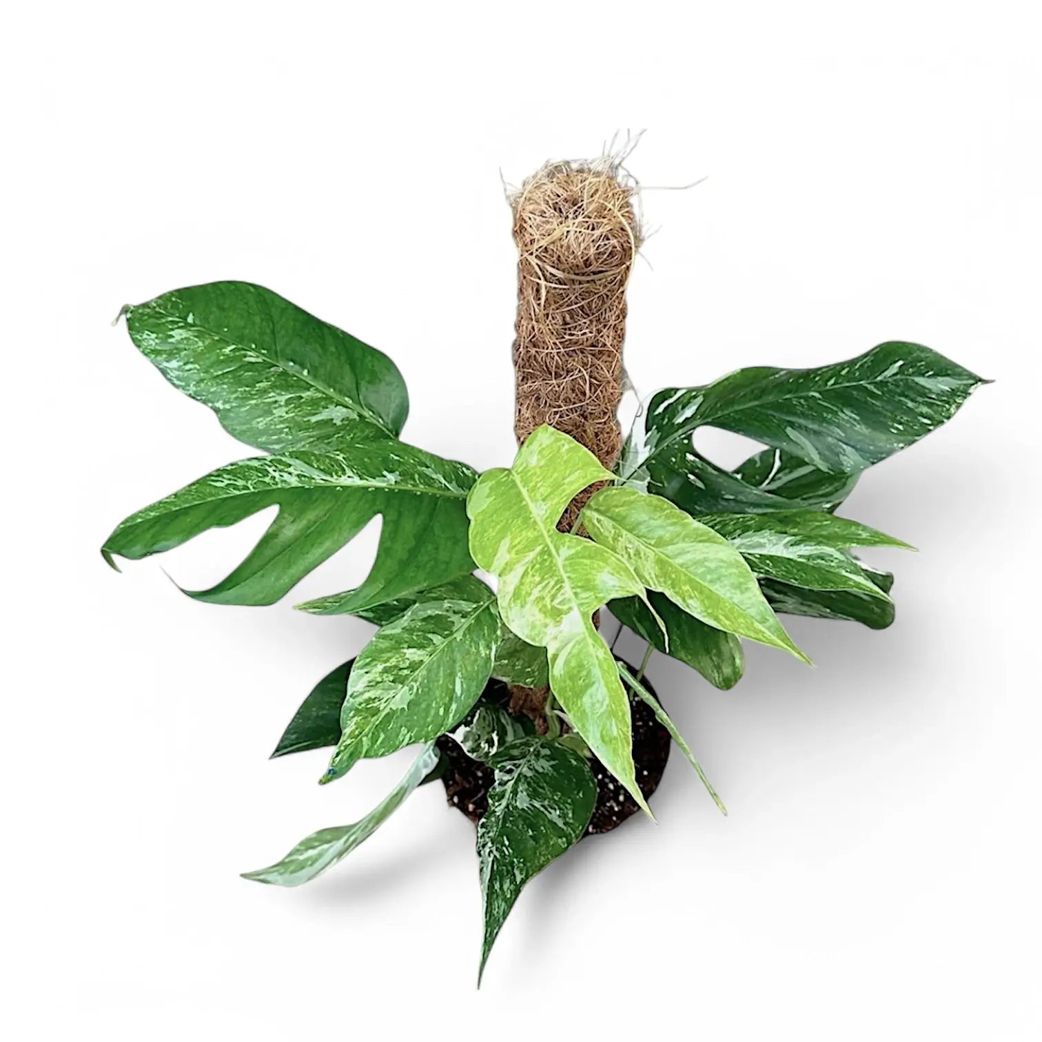 Epipremnum pinnatum variegata potted plant in nursery pot on white background.