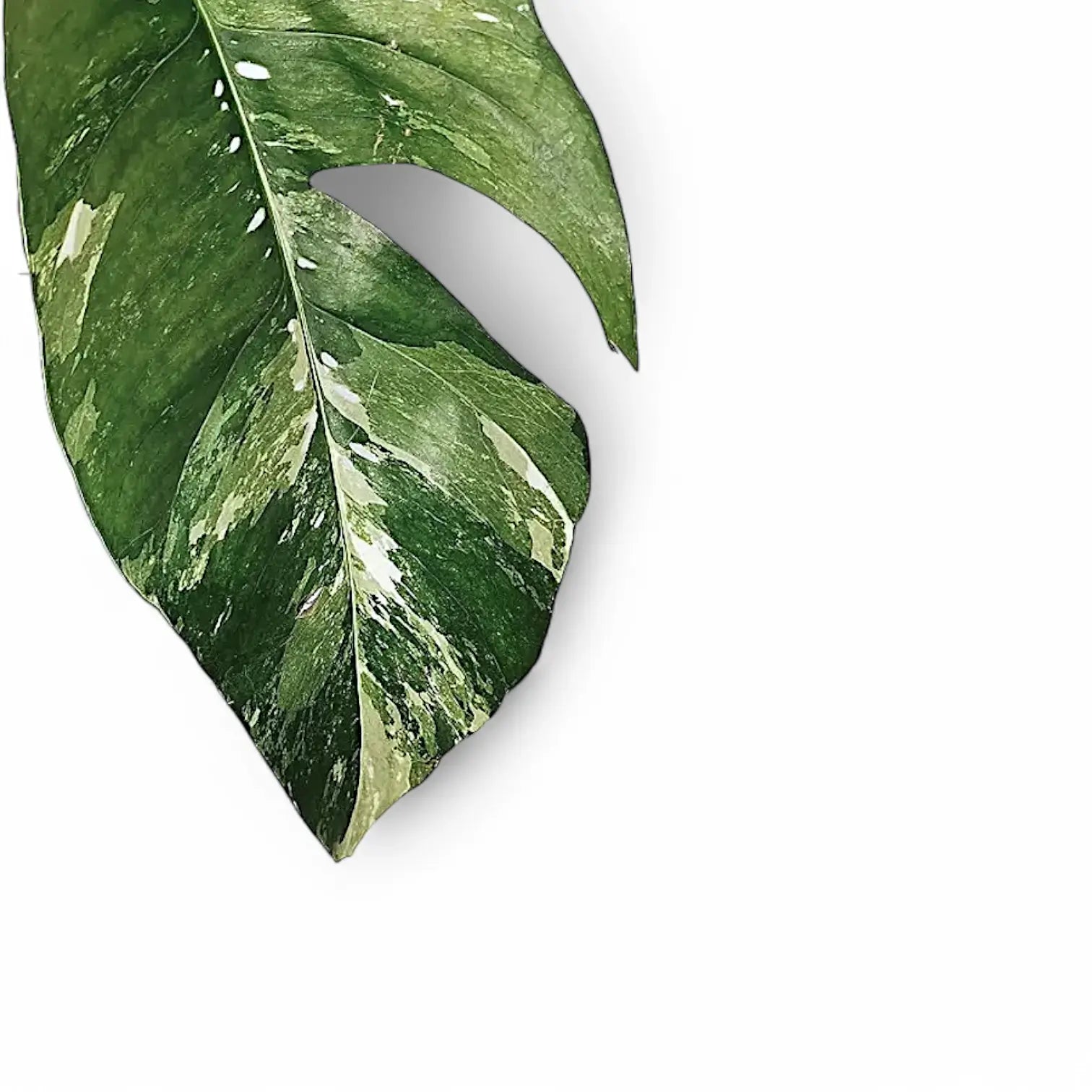 Epipremnum pinnatum variegata potted plant in nursery pot on white background.