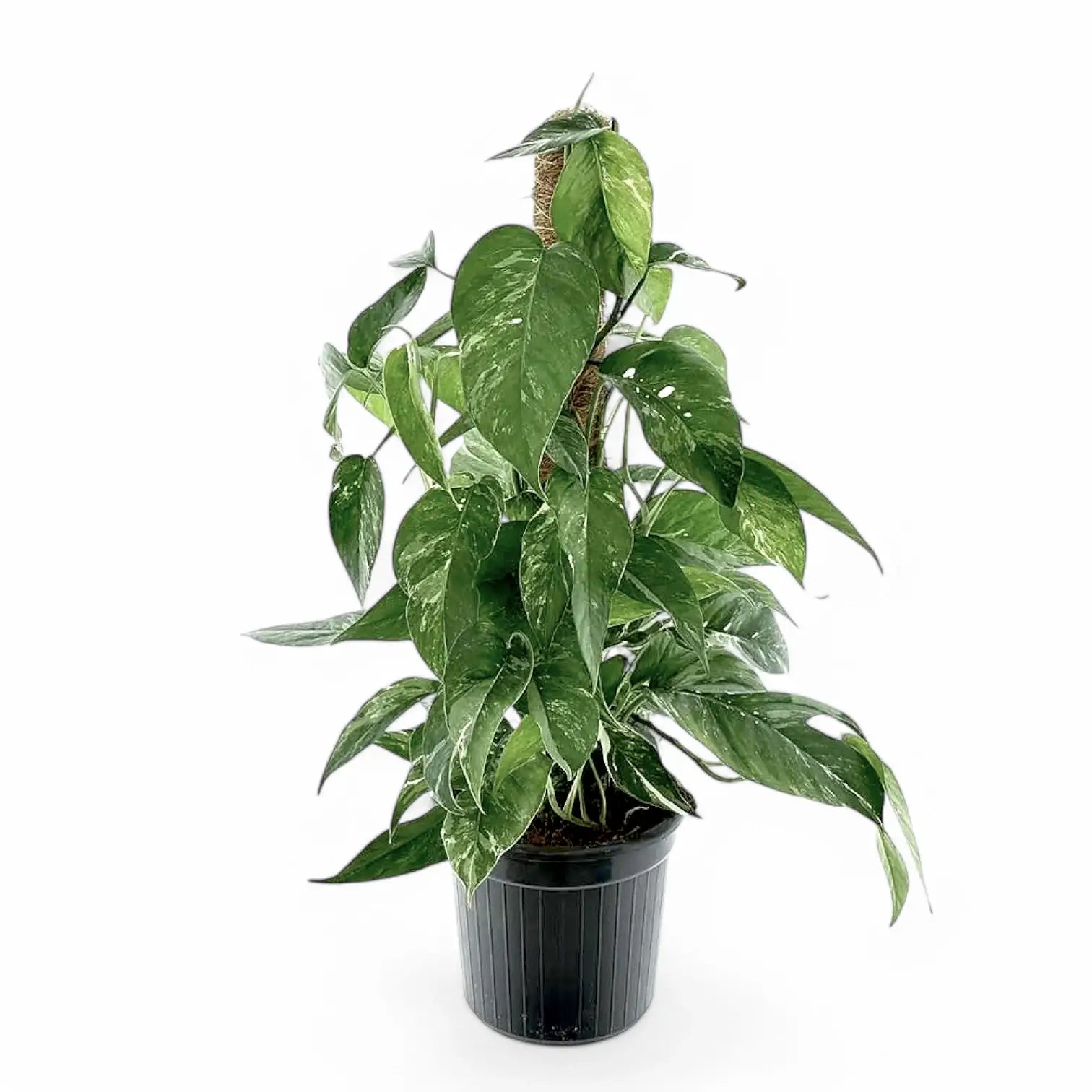 Epipremnum pinnatum variegata potted plant in nursery pot on white background.