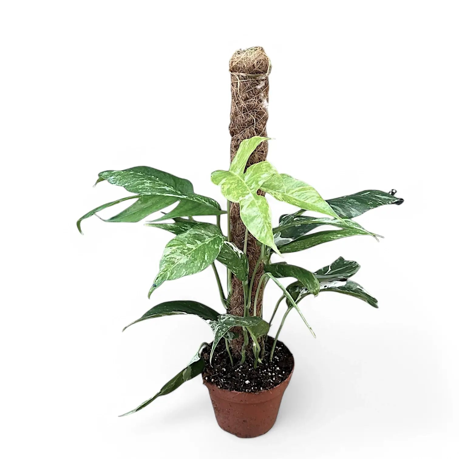Epipremnum pinnatum variegata potted plant in nursery pot on white background.