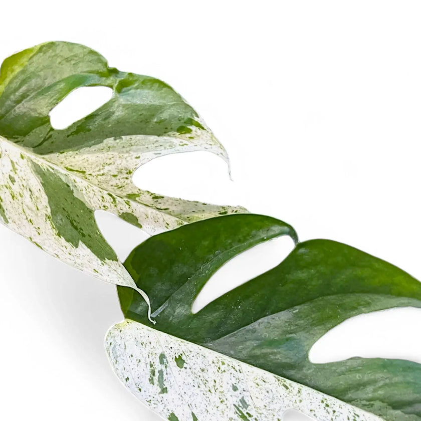 Nahaufnahme eines Blatts von Epipremnum pinnatum variegata 'Marble' vor weißem Hintergrund.