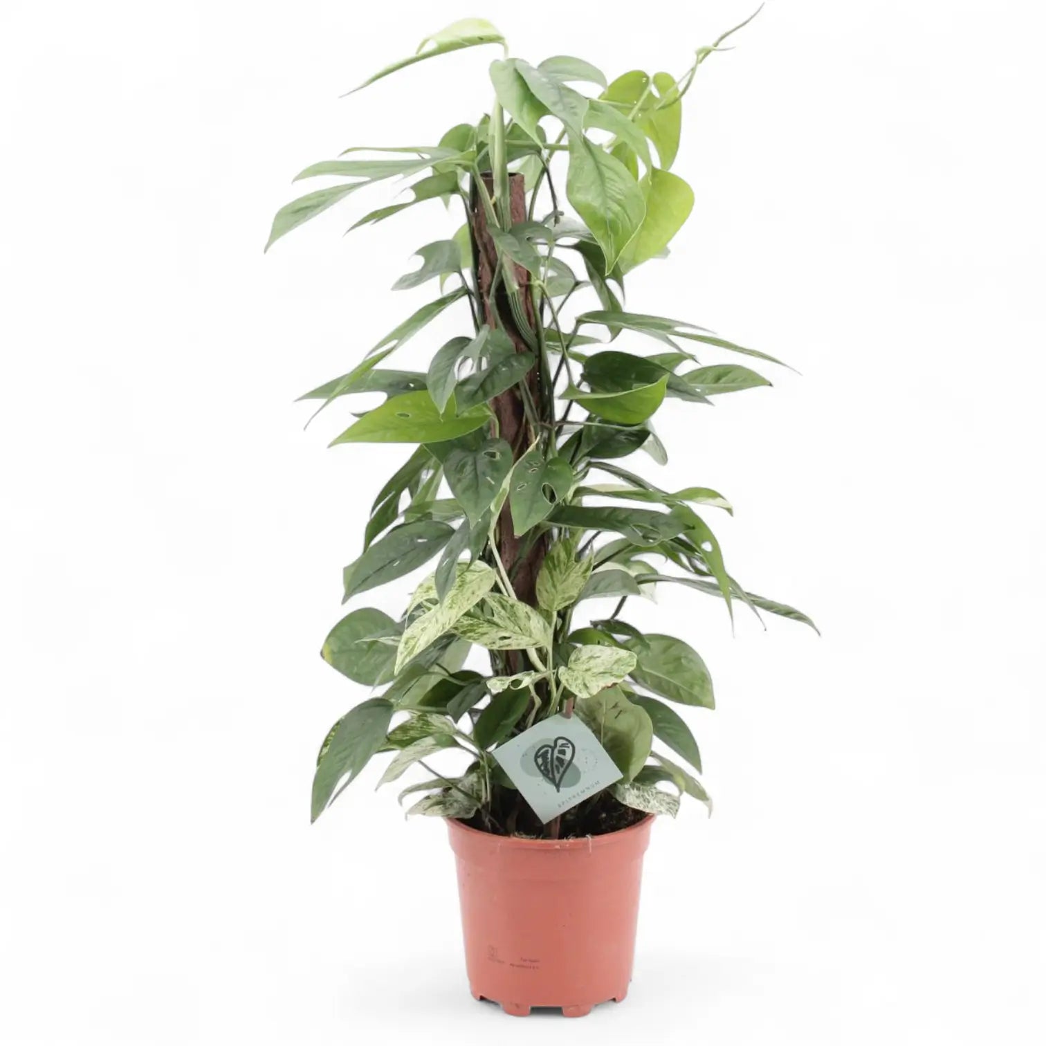 Epipremnum pinnatum variegata 'Marble' – Topfpflanze im Kulturtopf vor weißem Hintergrund, Produktfoto 10.