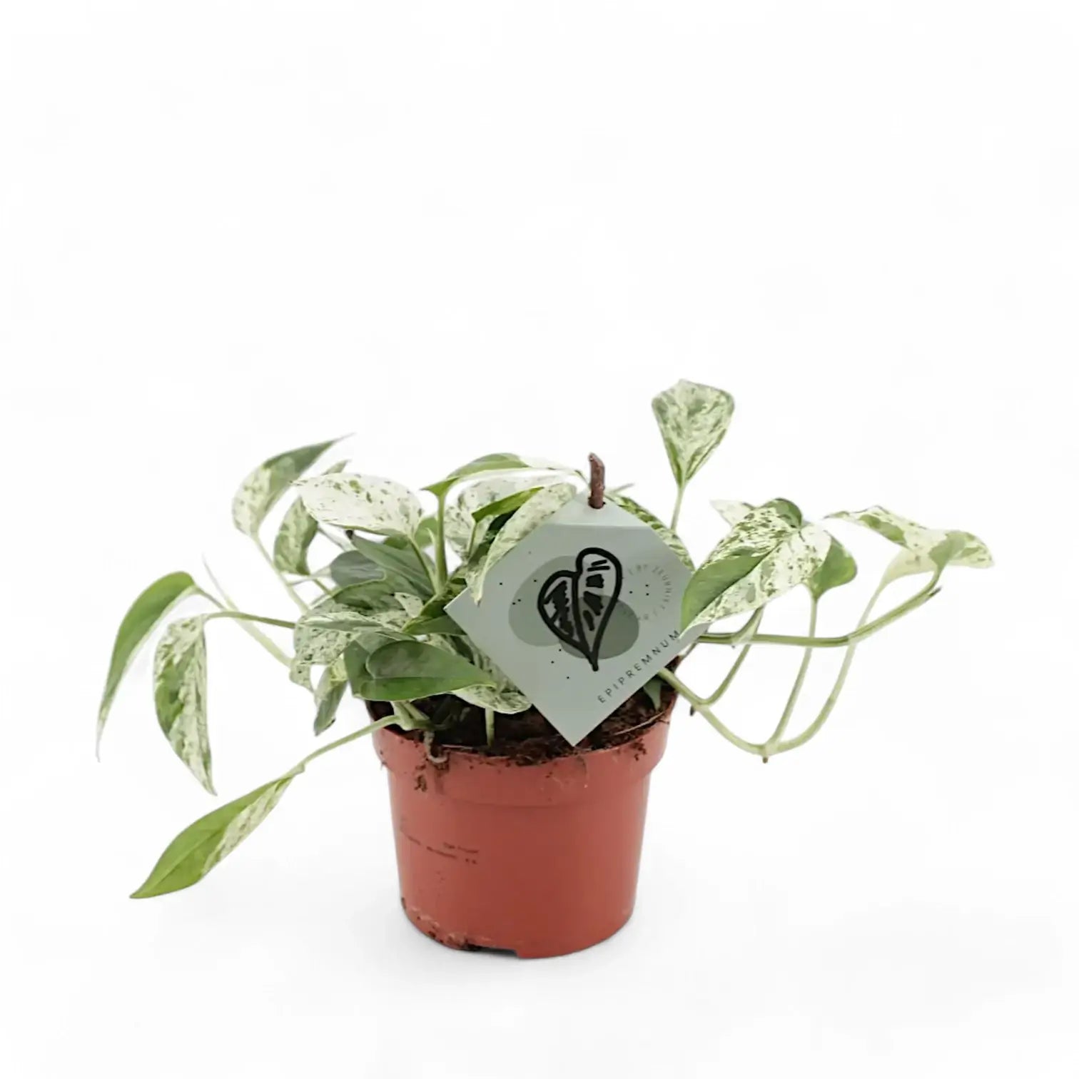 Epipremnum pinnatum variegata 'Marble' – Topfpflanze im Kulturtopf vor weißem Hintergrund, Produktfoto 3.