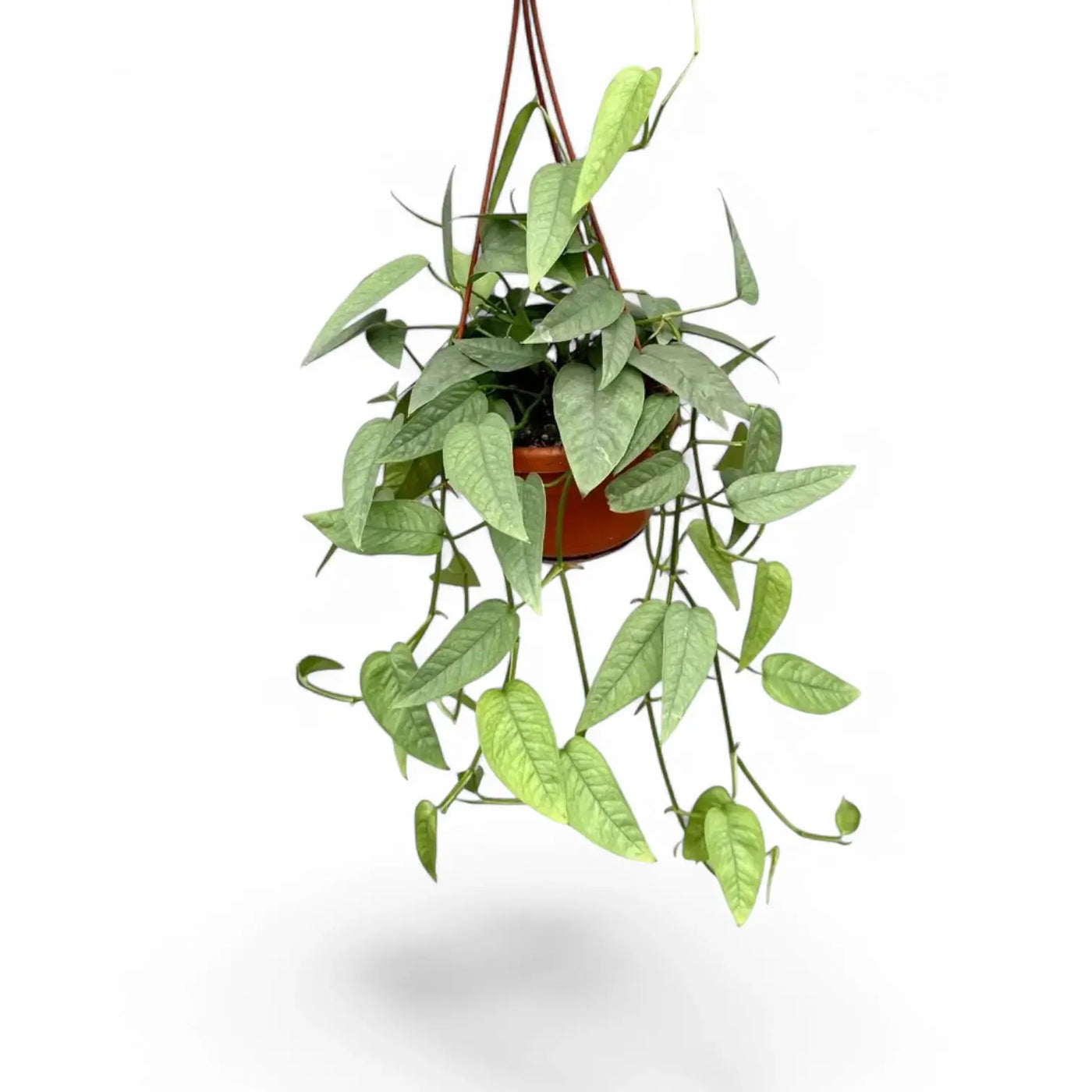 Hanging green plant in a pot on a white background