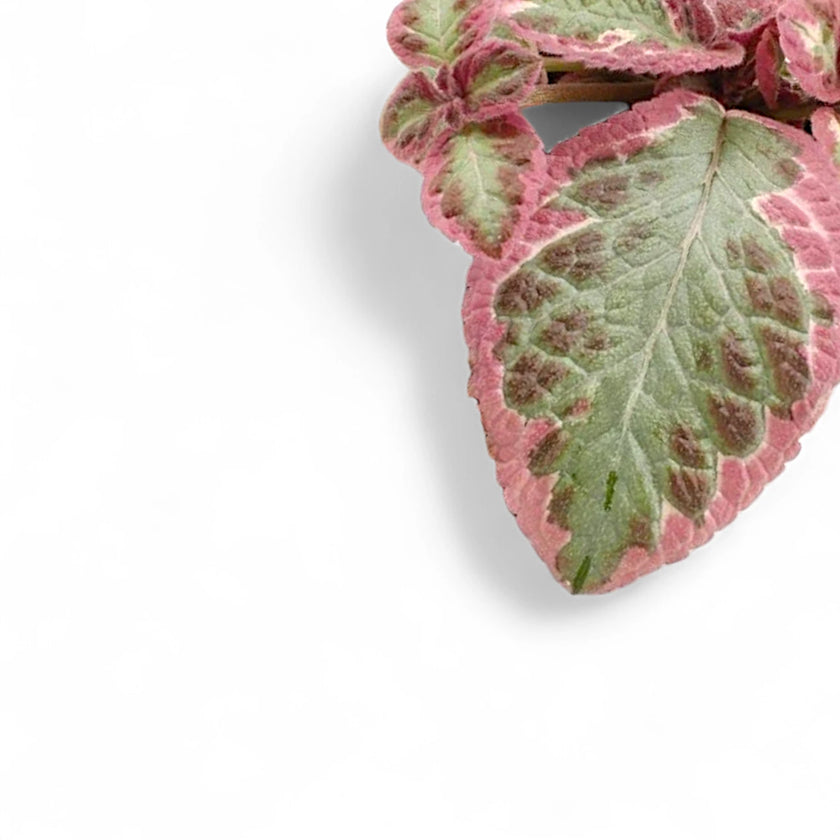 Nahaufnahme eines Blatts von Episcia cupreata 'Pink Brocade' vor weißem Hintergrund.