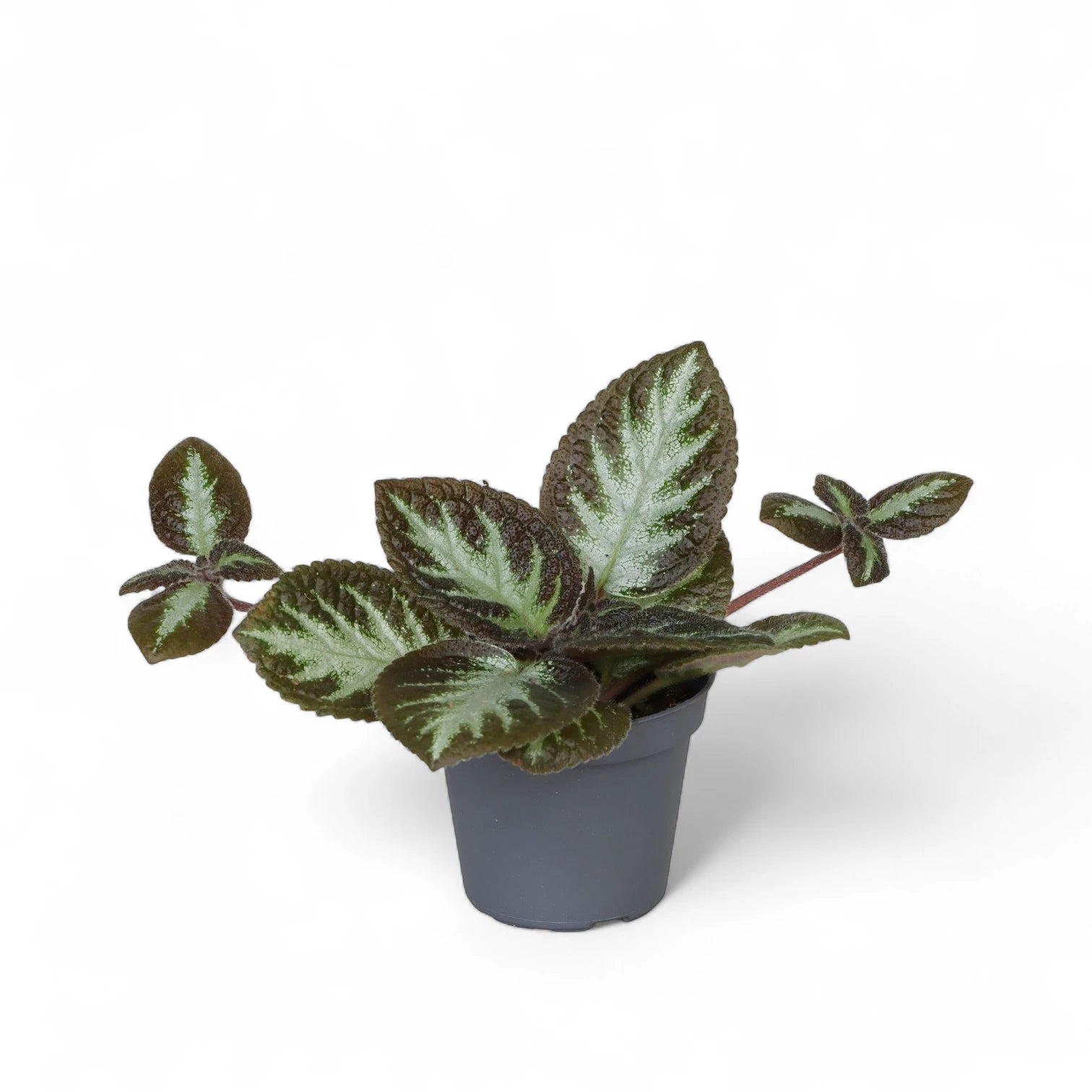 Episcia cupreata 'Silver Shield' potted plant in nursery pot on white background.