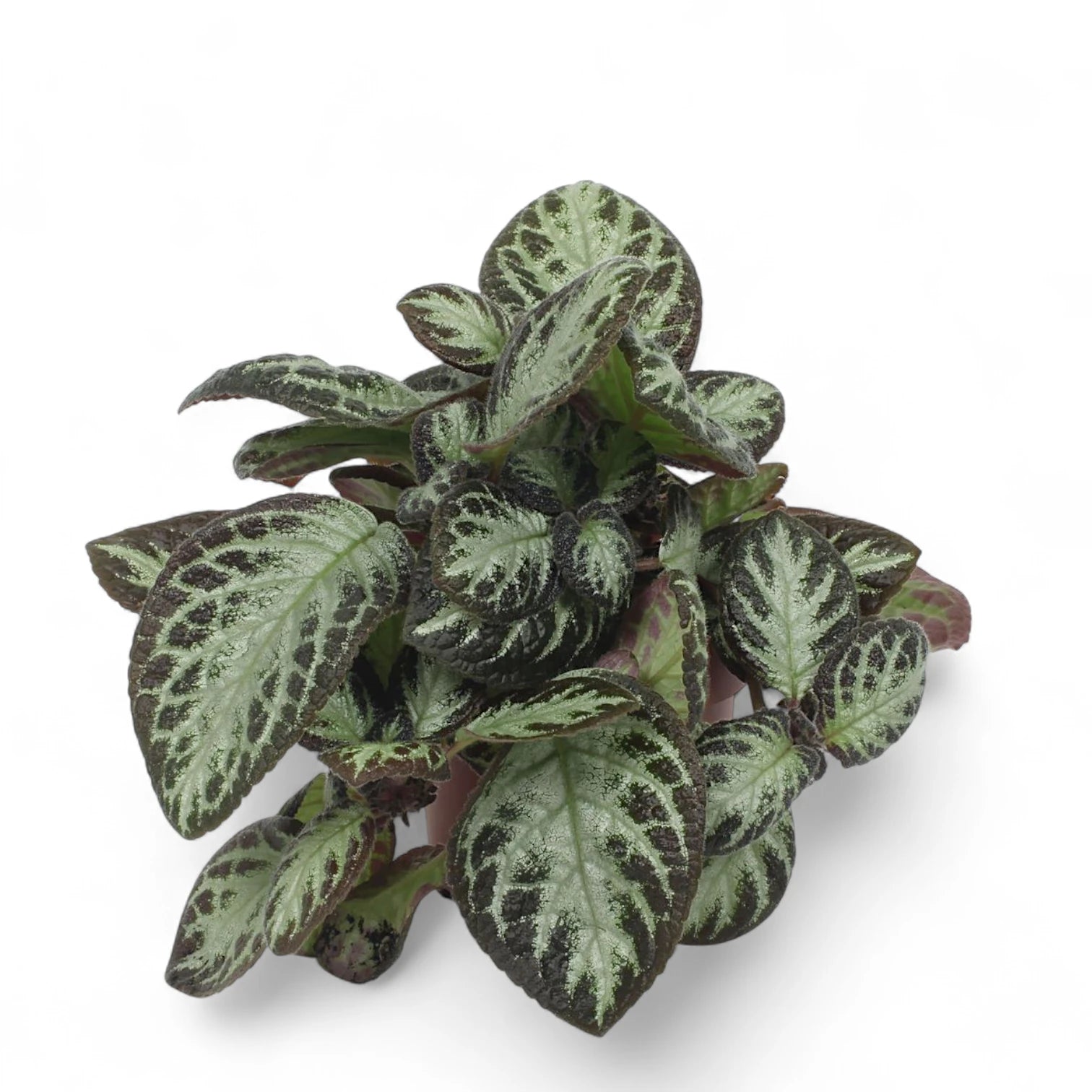 Episcia cupreata 'Silver Shield' potted plant in nursery pot on white background.