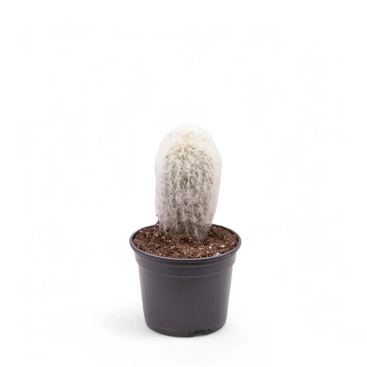 Espostoa senilis potted plant in nursery pot on white background.