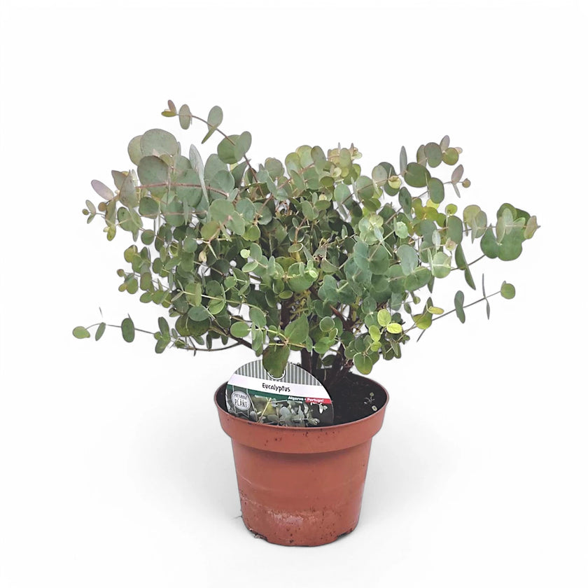 Eucalyptus cinerea potted plant in nursery pot on white background.