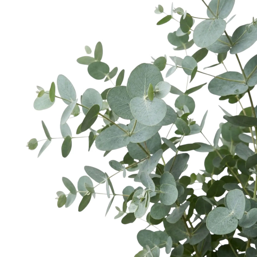 Eucalyptus gunnii – Nahaufnahme überlappender runder Blätter mit blaugrauer Färbung