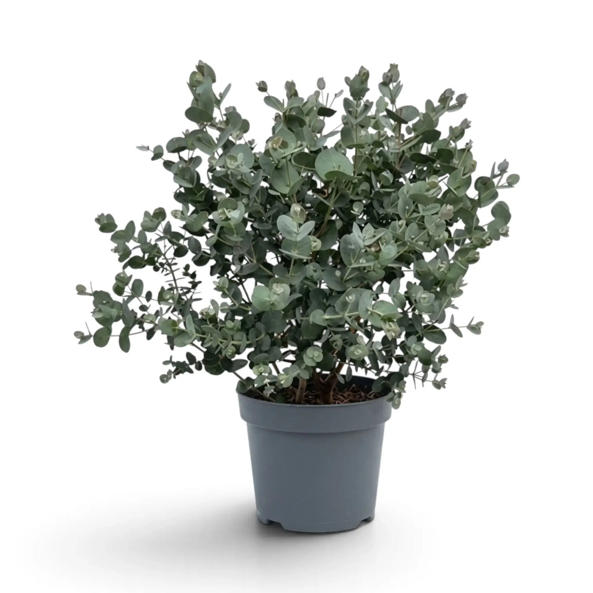 Eucalyptus gunnii mit kompakter, runder Krone aus blaugrauen Jugendblättern
