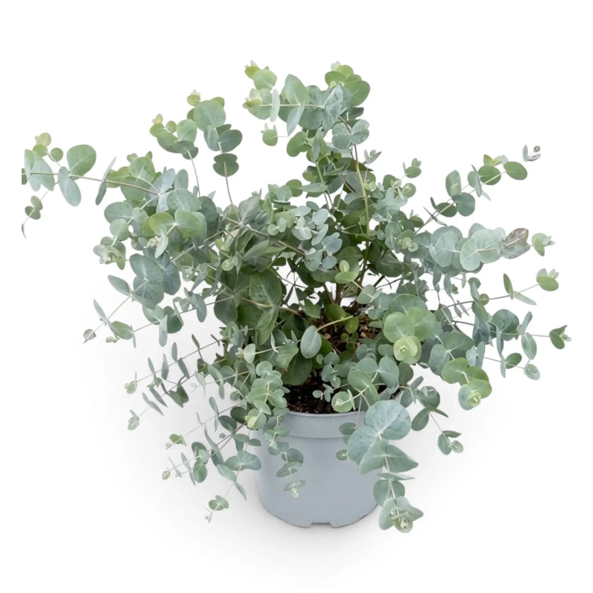 Eucalyptus gunnii im Kulturtopf mit feiner Verzweigung und silbrigem Blattwerk in mehreren Ebenen