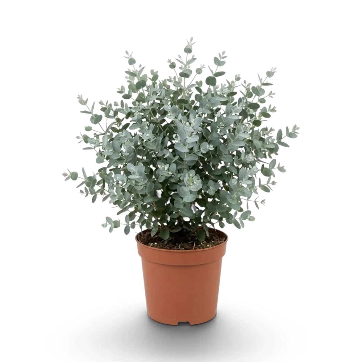 Eucalyptus gunnii mit runden blaugrauen Jugendblättern an schlanken aufrechten Trieben im Kulturtopf