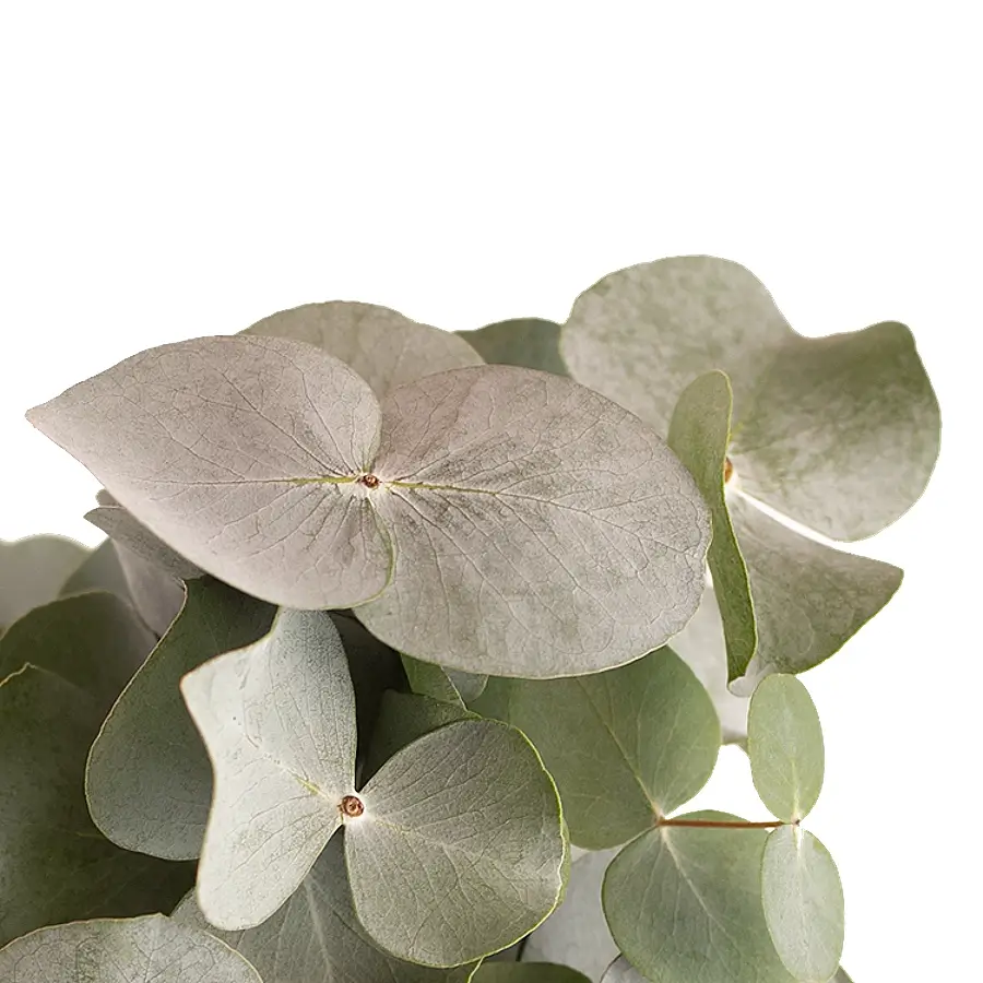 Nahaufnahme eines Blatts von Eucalyptus gunnii vor weißem Hintergrund.