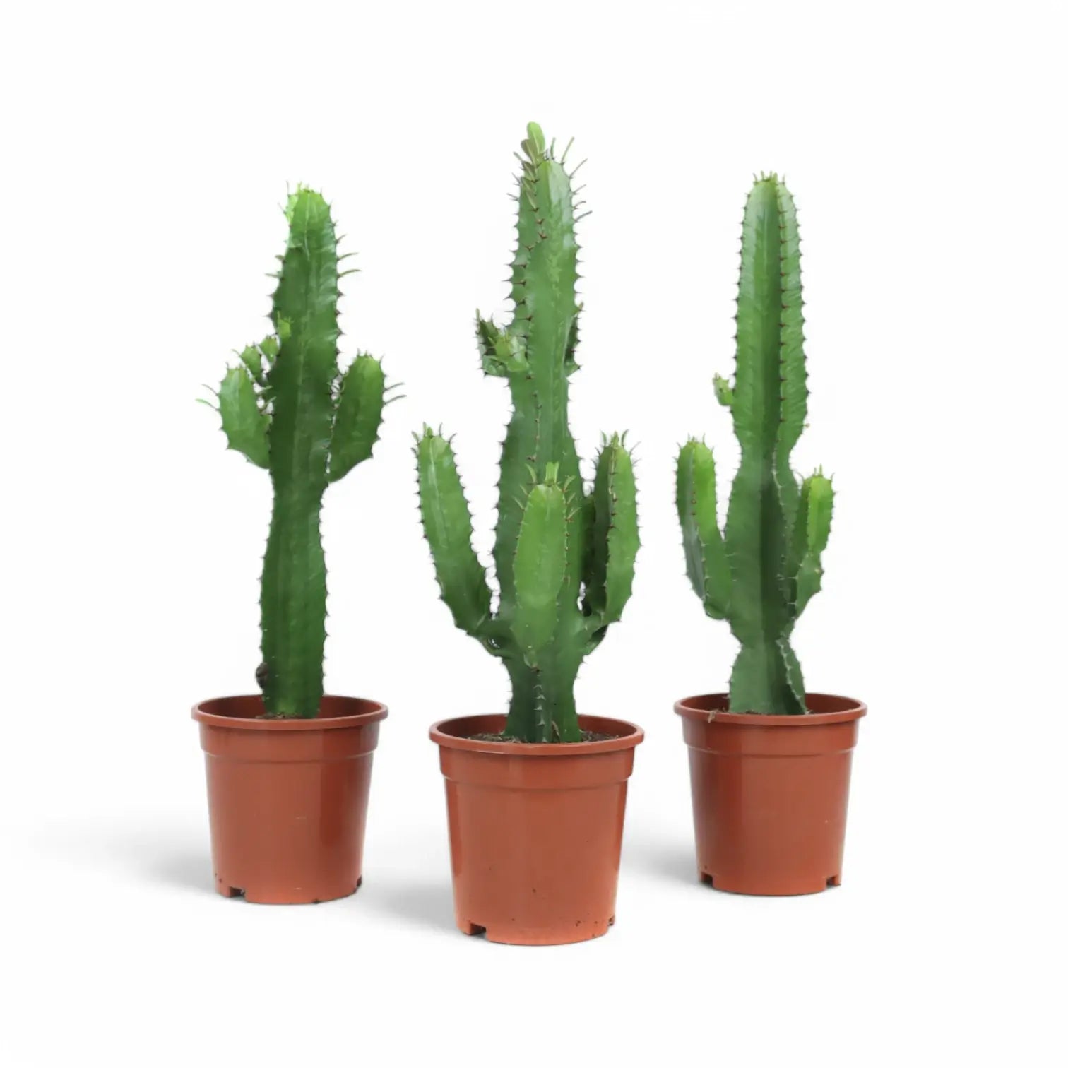 Euphorbia abyssinica potted plant in nursery pot on white background.