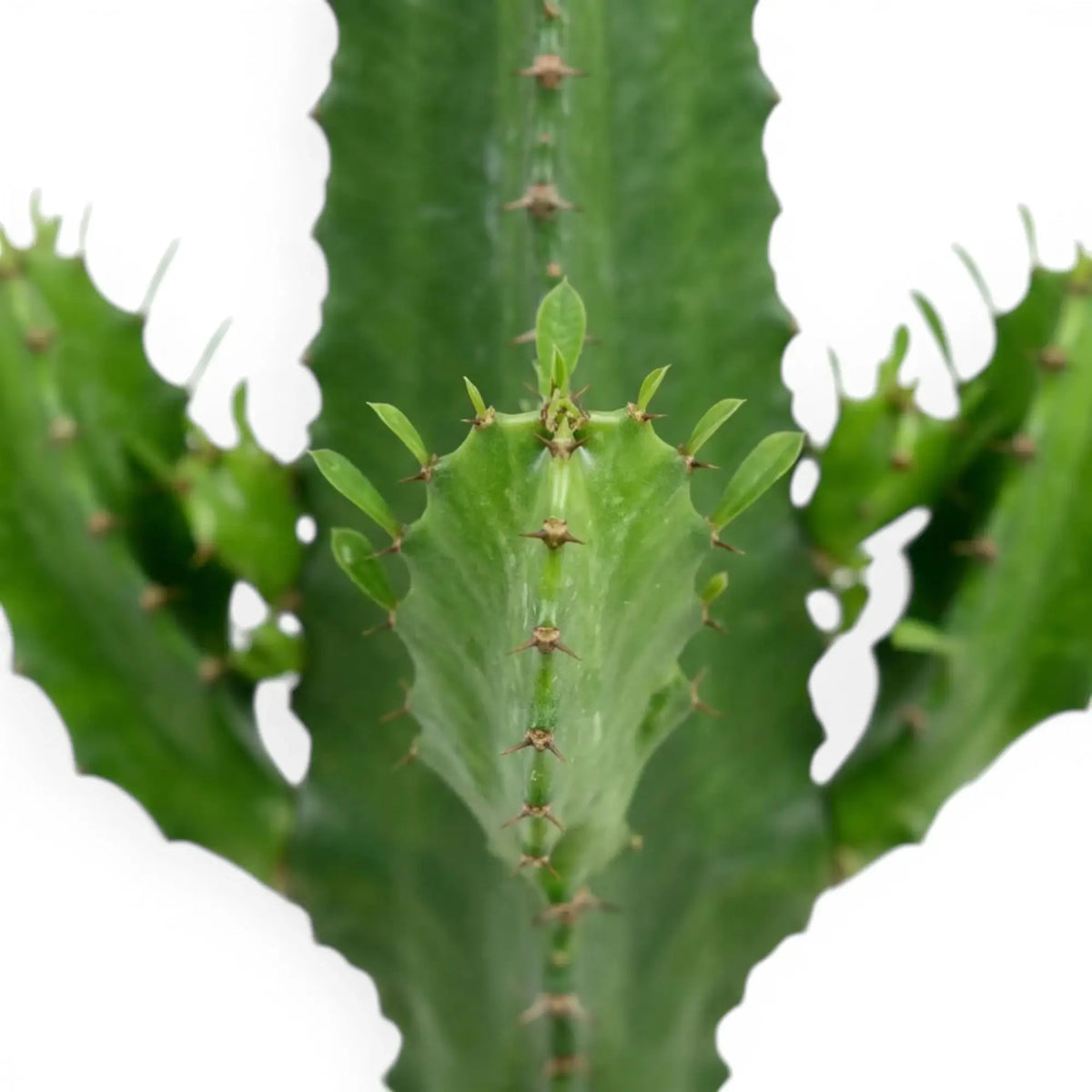 Gerippter grüner Trieb mit paarweise stehenden Dornen von Euphorbia abyssinica
