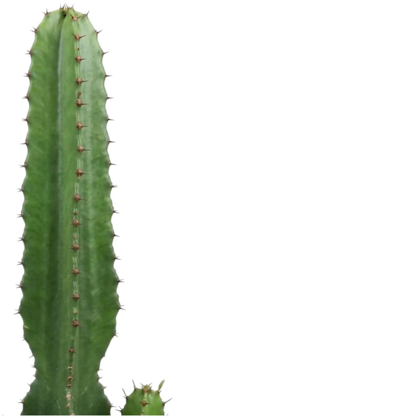 Ribbed green stem and paired spines of Euphorbia abyssinica