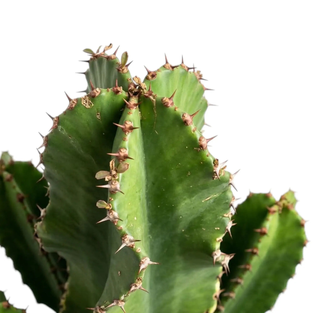 Oberer Bereich von Euphorbia abyssinica (erythraeae-Form) mit kantigen grünen Trieben und kurzen braunen Dornen