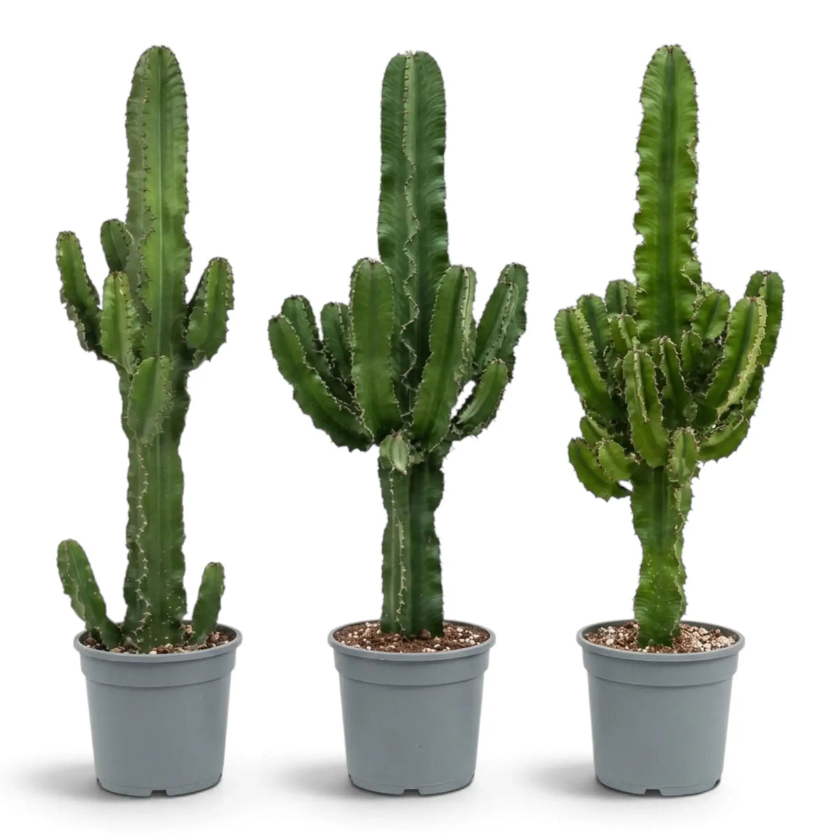 Drei Euphorbia abyssinica (erythraeae-Form) in Töpfen mit aufrechten, verzweigten Trieben