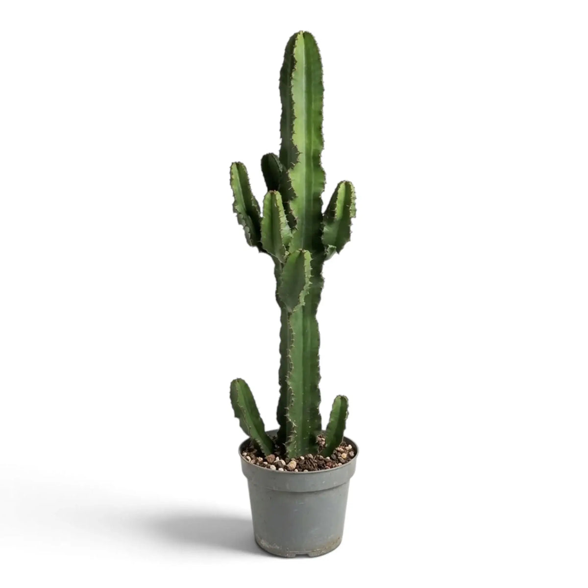 Hohe Euphorbia abyssinica (erythraeae-Form) mit kleinen Seitentrieben oben und am Stammfuß