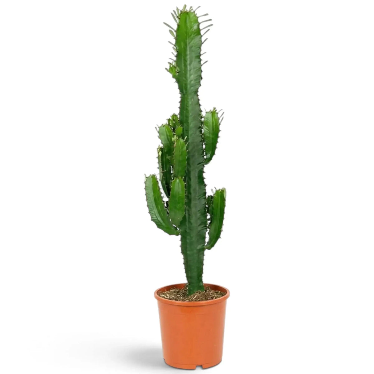Sehr große Euphorbia abyssinica mit gerippten grünen Trieben und paarweise stehenden Dornen