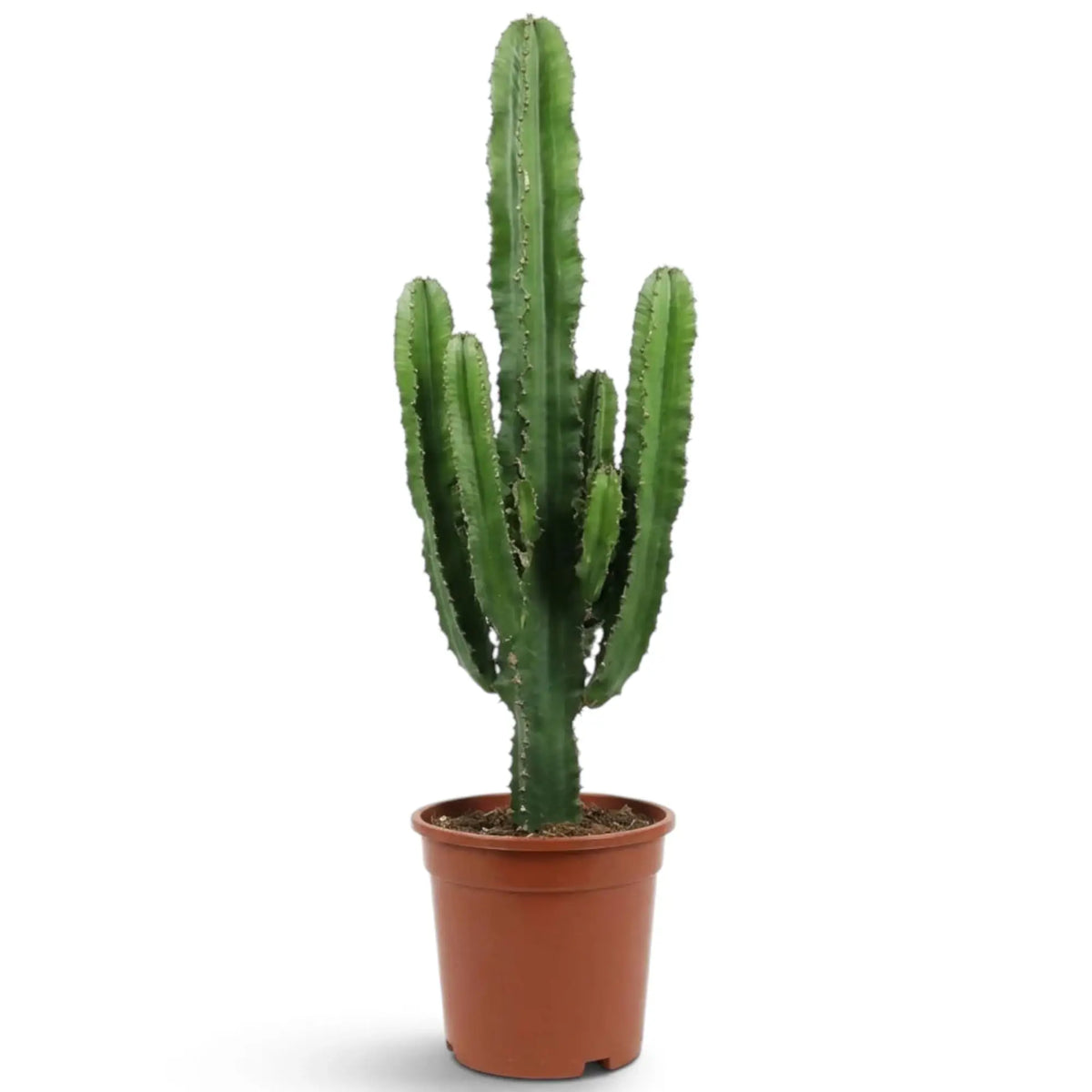 Sehr große Euphorbia abyssinica mit gerippten grünen Trieben und paarweise stehenden Dornen