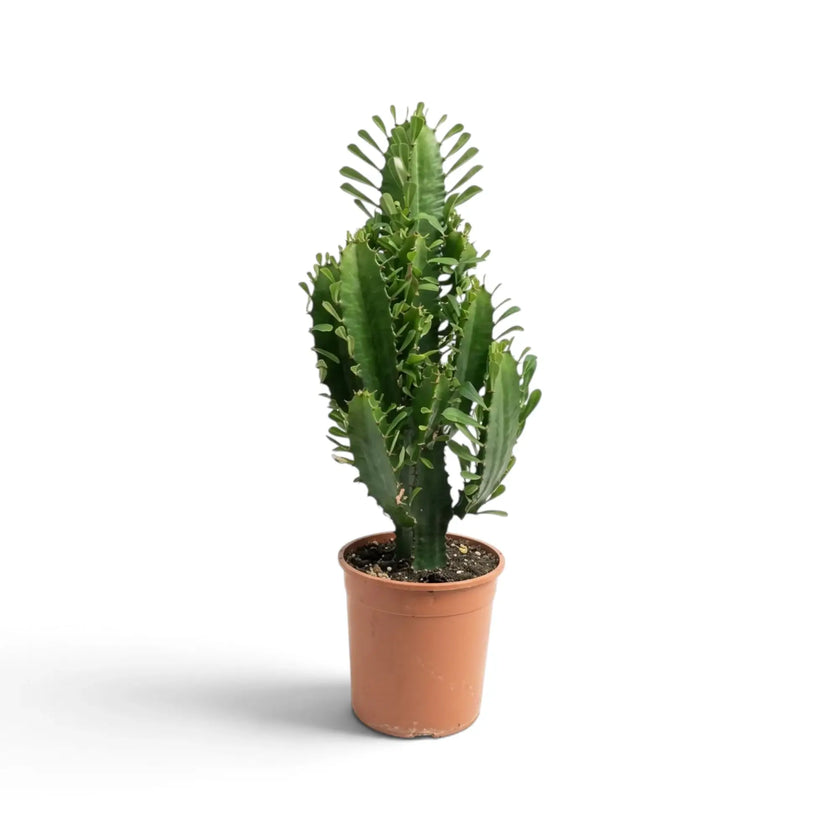 Large Euphorbia abyssinica with ribbed green stems and paired spines