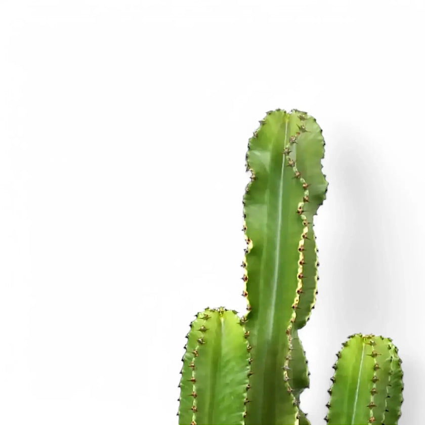 Euphorbia abyssinica var. erythraeae leaf detail on white background.