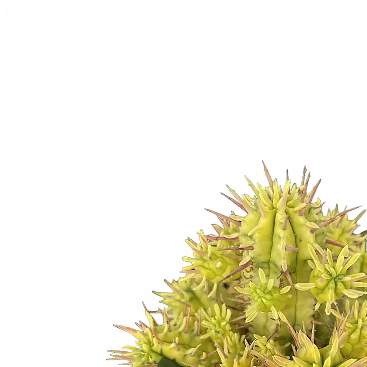 Euphorbia aggregata variegata – Blattdetail vor weißem Hintergrund..