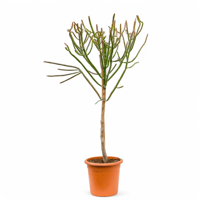 Euphorbia alluaudii potted plant in nursery pot on white background.